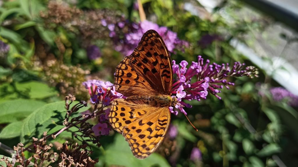 Fabriciana adippe o Argynnis (Fabriciana) adippe, secondo i punti di vista...